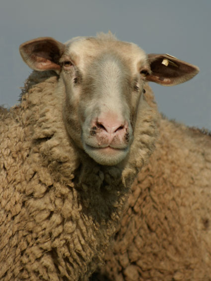 sheep03