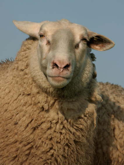 sheep04