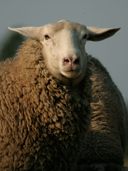 sheep07