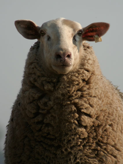 sheep08